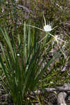 Henry's spiderlilly